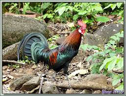 Coq polynesien