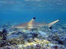 Requin pointesnoires